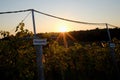 Sunset Over Grape Vines in Vineyard Royalty Free Stock Photo