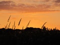 Sunset over grasses Royalty Free Stock Photo