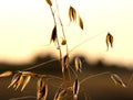 Sunset over grasses Royalty Free Stock Photo