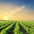 Sunset over agriculture field with green tomatoes Royalty Free Stock Photo