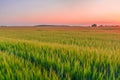 Sunset over a green barley field Royalty Free Stock Photo