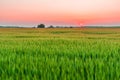 Sunset over a green barley field Royalty Free Stock Photo