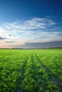 Sunset over green crops Royalty Free Stock Photo