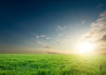 Sunset over green crops Royalty Free Stock Photo