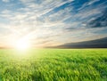 Sunset over green crops Royalty Free Stock Photo