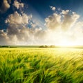 Sunset over green field Royalty Free Stock Photo