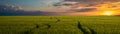 Sunset over a green field beautiful summer landscape web banner panoramic Royalty Free Stock Photo