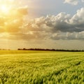 Sunset over green field Royalty Free Stock Photo