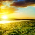 Sunset over green field Royalty Free Stock Photo