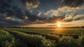 a sunset over a green field with the sun shining through the clouds, wind moving green grass Royalty Free Stock Photo