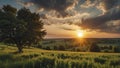 a sunset over a green field with the sun shining through the clouds, wind moving green grass Royalty Free Stock Photo