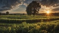 a sunset over a green field with the sun shining through the clouds, wind moving green grass Royalty Free Stock Photo