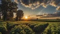 a sunset over a green field with the sun shining through the clouds, wind moving green grass Royalty Free Stock Photo