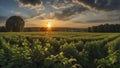 a sunset over a green field with the sun shining through the clouds, wind moving green grass Royalty Free Stock Photo