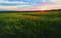 Sunset over green rye field in spring time Royalty Free Stock Photo