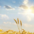 Sunset over harvest field Royalty Free Stock Photo