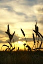 Sunset over harvest field Royalty Free Stock Photo