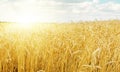Sunset over harvest field Royalty Free Stock Photo