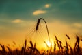 Sunset over harvest field Royalty Free Stock Photo