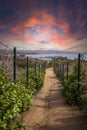 Sunset over Hiking trail above Dana Point Harbor Royalty Free Stock Photo