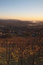 Sunset over Italian vineyard on autumn Royalty Free Stock Photo