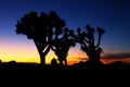 Sunset over Joshua Tree, Joshua Tree National Park Royalty Free Stock Photo