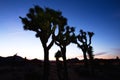 Sunset over Joshua Tree, Joshua Tree National Park Royalty Free Stock Photo