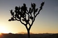 Sunset over Joshua Tree National Park, California, US Royalty Free Stock Photo