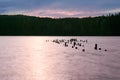 Sunset over the lake in the background of the forest. Royalty Free Stock Photo