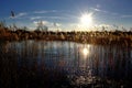 Sunset over the lake in the backlight with sumbeam and reed Royalty Free Stock Photo