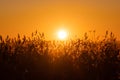 Sunset over the lake and fern plants. Sun and wild plant around water as nature background Royalty Free Stock Photo