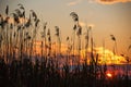 Sunset over the lake and fern plants. Sun and wild plant around water as nature background Royalty Free Stock Photo