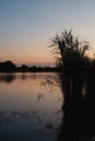 sunset over a lake overgrown with reeds