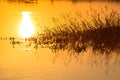 Sunset over lake water with grass flower. Royalty Free Stock Photo