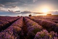 Sunset over lavender field Royalty Free Stock Photo