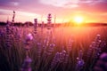 Sunset Over Lavender Field Royalty Free Stock Photo