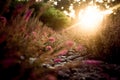 Sunset over lavender field at summer evening Royalty Free Stock Photo