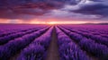 Sunset over lavender field in Valensole, Provence, France. Royalty Free Stock Photo