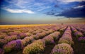 Sunset over lavender field with wind turbine Royalty Free Stock Photo