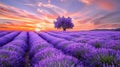 Sunset Over Lavender Fields with Solitary Tree Royalty Free Stock Photo