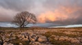 Sunset over Lone Tree, Yorkshire Dales