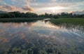 Sunset over Lough Leane [Lake Leane] with water lillies on the Ring of Kerry in Killarney Ireland Royalty Free Stock Photo