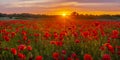 sunset over a meadow of blooming red poppies-panorama Royalty Free Stock Photo