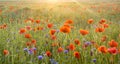 Sunset over the meadow of blooming red poppies