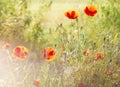 Sunset over the meadow of blooming red poppies