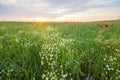 Sunset over the meadow of blooming red poppies