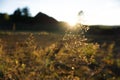 Sunset over meadow grasses Royalty Free Stock Photo