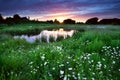 Sunset over meadow with many daisy flowers Royalty Free Stock Photo