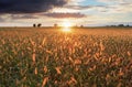 Sunset over meadow, rural scene Royalty Free Stock Photo