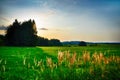 Sunset over meadow and spruce trees at summer evening, sunlight, sky, green grass, possitive light. Royalty Free Stock Photo